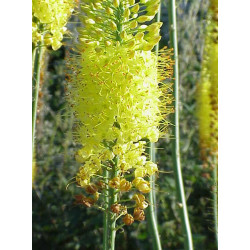 Eremurus stenophyllus "Bungei", Pustynnik