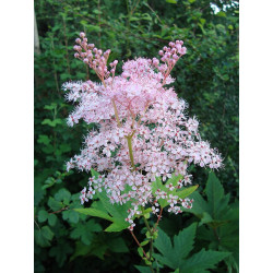 Filipendula rubra - Venusta Wiązaówka czerwona
