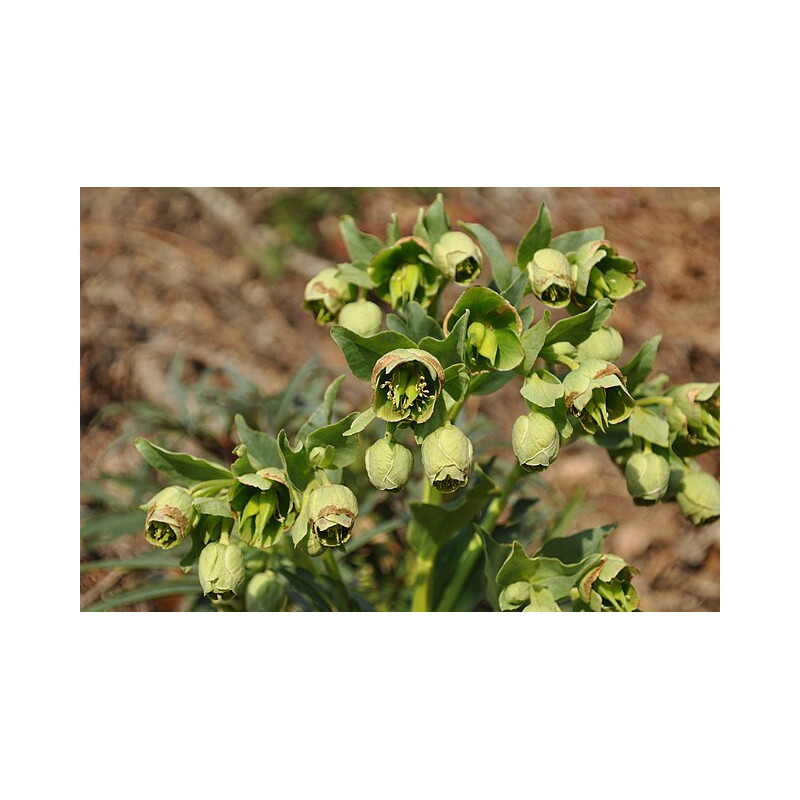 Helleborus foetidus Ciemiernik cuchnący