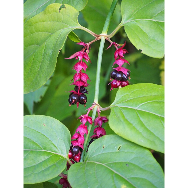 Leycesteria formosa Lejcesteria piękna