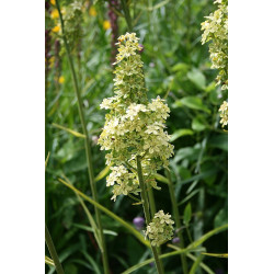 Melanthium virginicum Melantek wirginijski