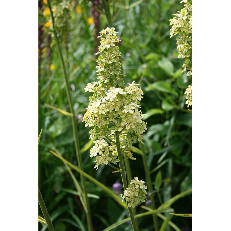 Melanthium virginicum Melantek wirginijski