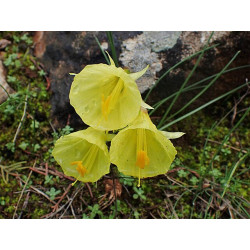 Narcissus bulbocodium - Little Soldier Narcyz łuskowaty