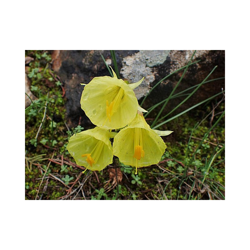 Narcissus bulbocodium - Little Soldier Narcyz łuskowaty