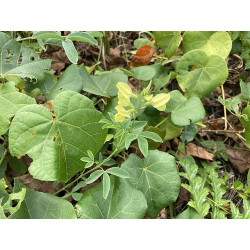 Thermopsis chinensis - Łubinnik chiński