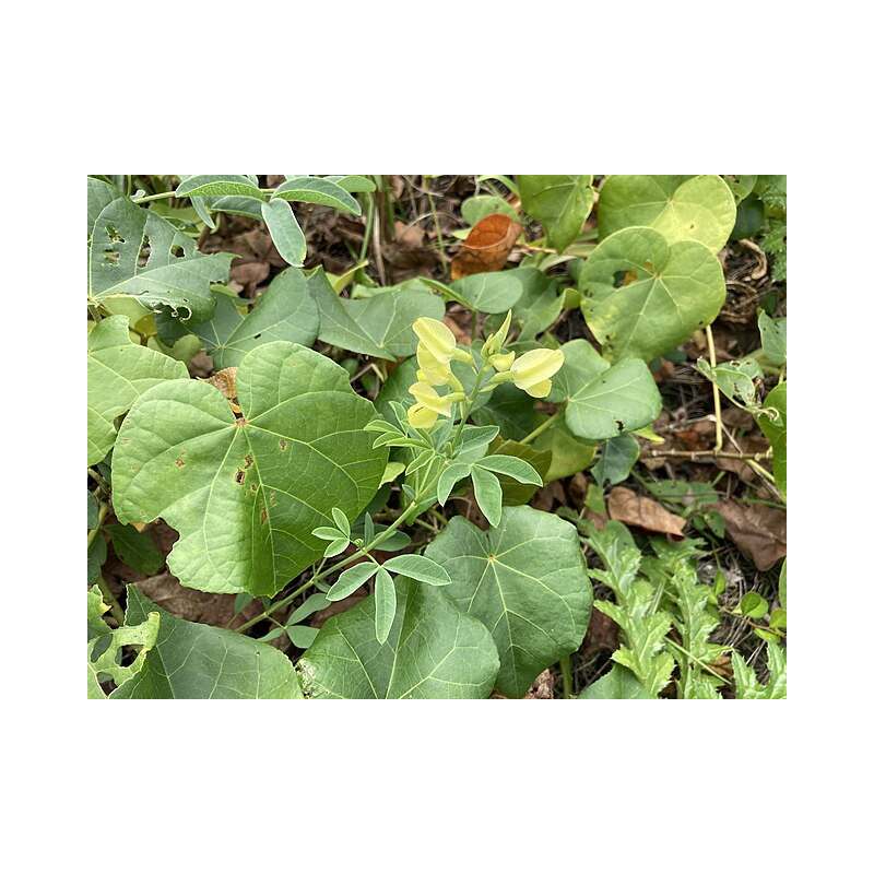 Thermopsis chinensis - Łubinnik chiński