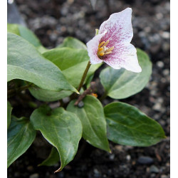 Trillium rivale Trójlist nadrzeczny