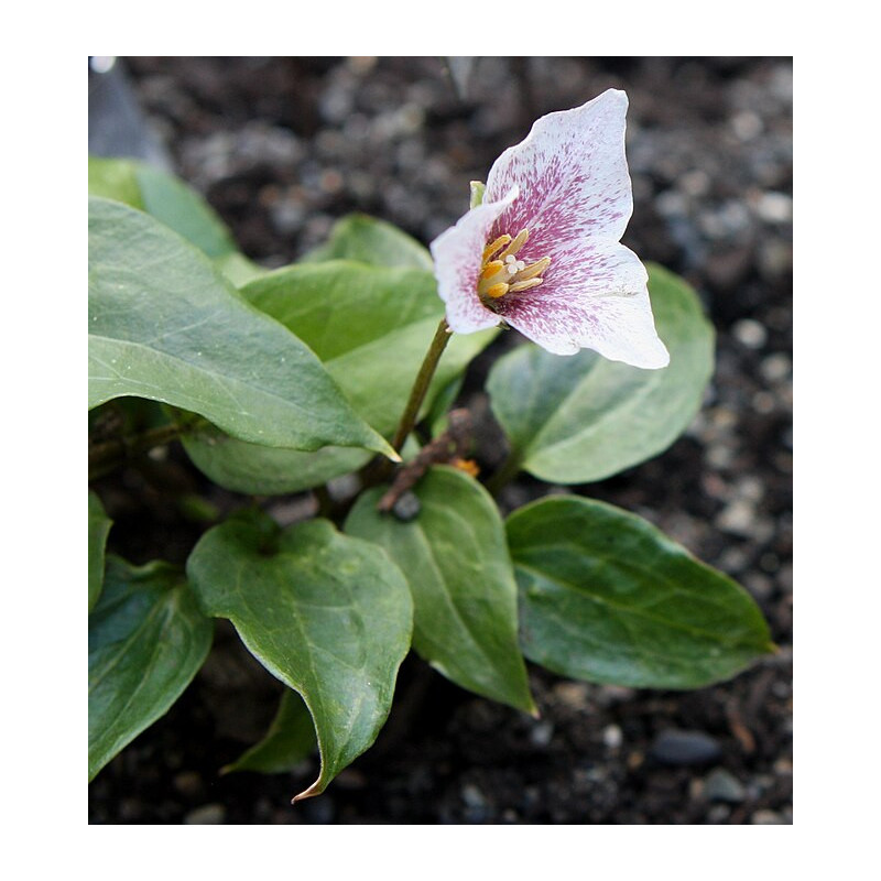 Trillium rivale Trójlist nadrzeczny