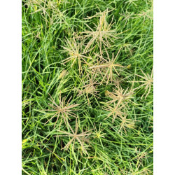 Chloris subdolichostachya Trawa wiatrakowa