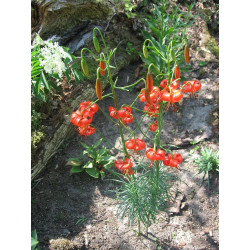 Lilium pomponium  Lilia przepyszna