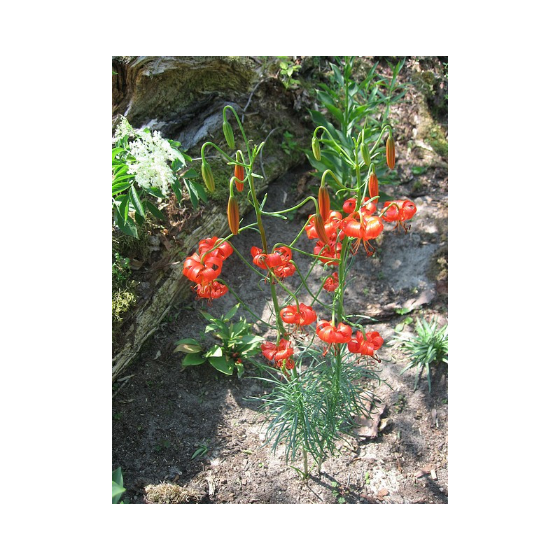 Lilium pomponium  Lilia przepyszna