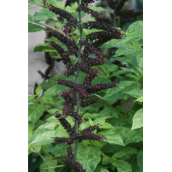 Veratrum nigrum Ciemiężyca czarna