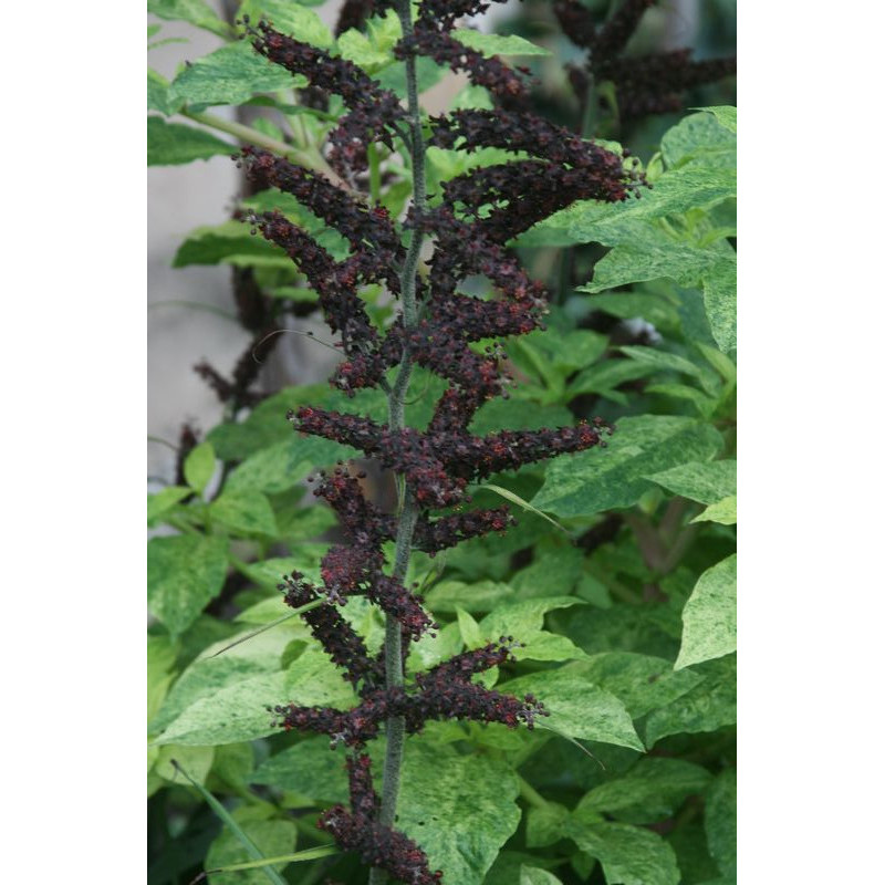 Veratrum nigrum Ciemiężyca czarna