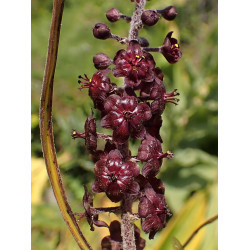 Veratrum nigrum Ciemiężyca czarna