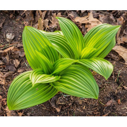 Veratrum nigrum Ciemiężyca czarna