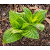 Veratrum nigrum Ciemiężyca czarna
