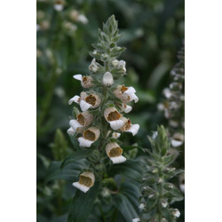 Digitalis trojana Naparstnica trojańska