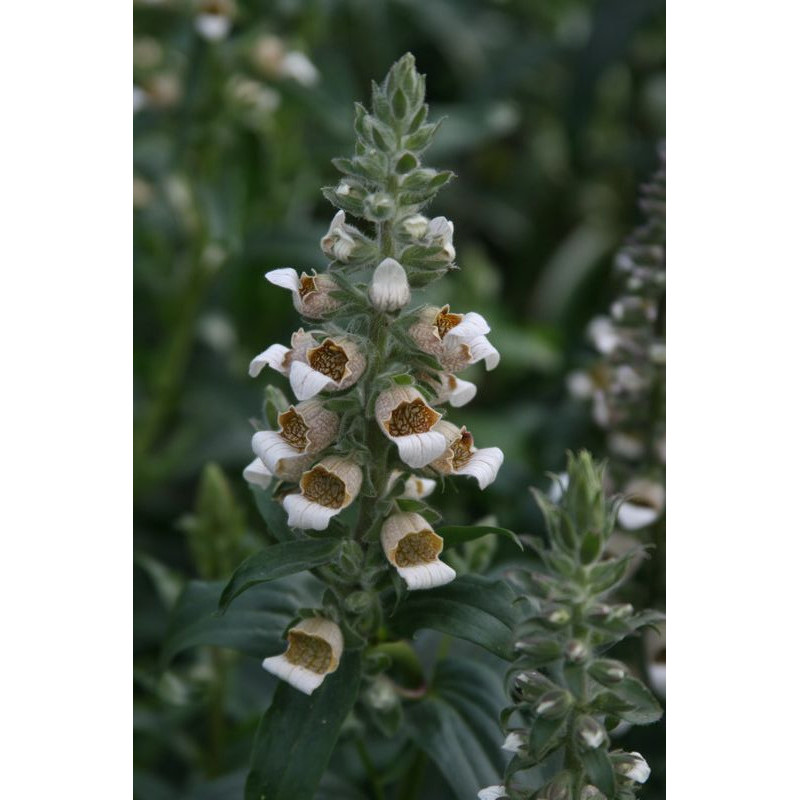 Digitalis trojana Naparstnica trojańska