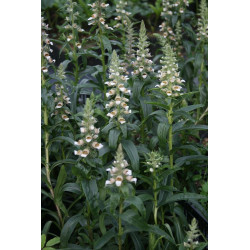 Digitalis trojana Naparstnica trojańska