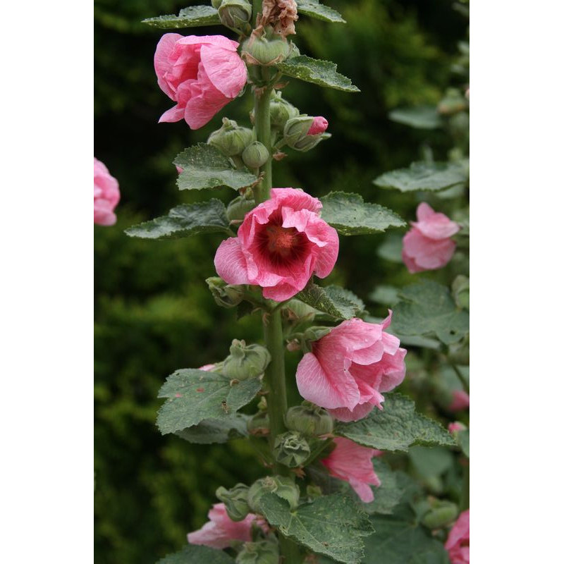 Alcea rosea Malwa różowa - ciemny róż