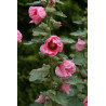 Alcea rosea Malwa różowa - ciemny róż