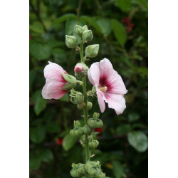 Alcea rosea Malwa różowa - jasny róż