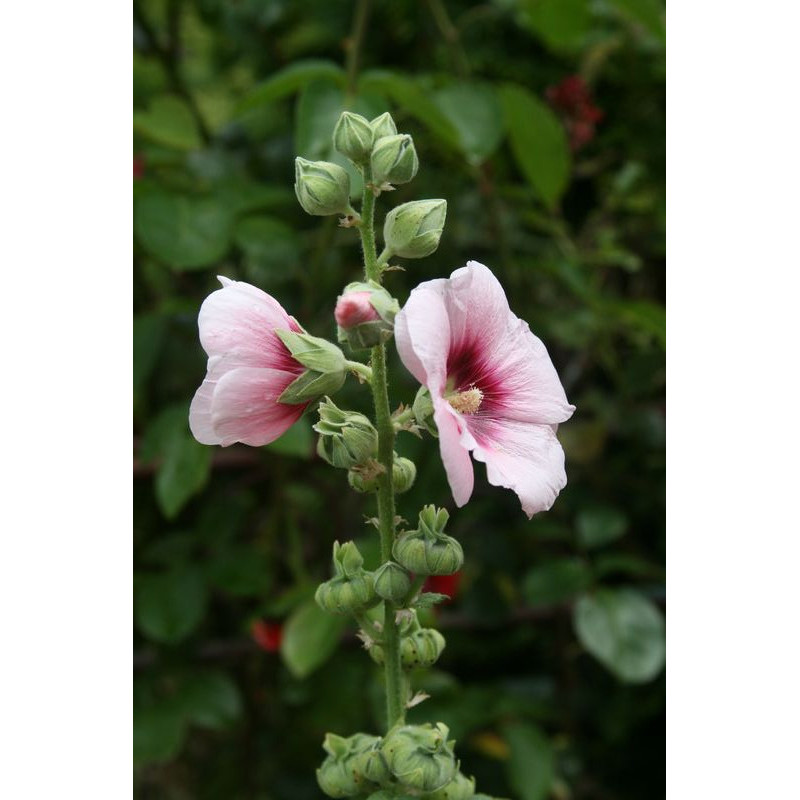 Alcea rosea Malwa różowa - jasny róż