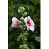 Alcea rosea Malwa różowa - jasny róż