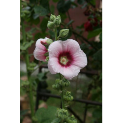 Alcea rosea Malwa różowa - jasny róż