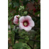 Alcea rosea Malwa różowa - jasny róż