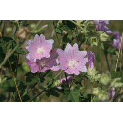 Malva sylvestris Ślaz dziki