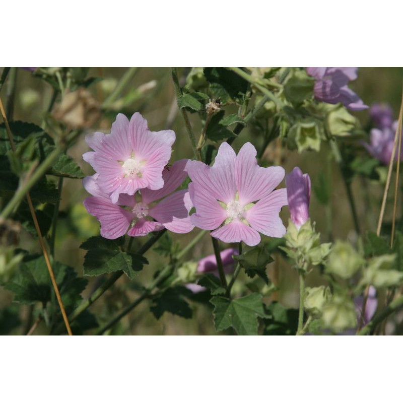 Malva sylvestris Ślaz dziki