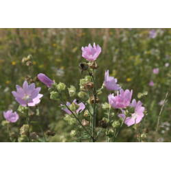 Malva sylvestris Ślaz dziki