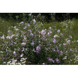 Malva sylvestris Ślaz dziki