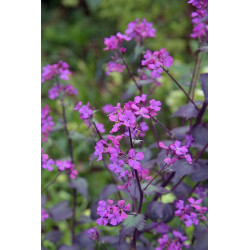 Lunaria annua - Chedglow Miesiącznica roczna