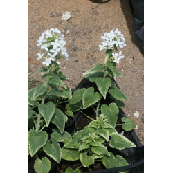 Lunaria annua - Variegata Alba Miesiącznica roczna