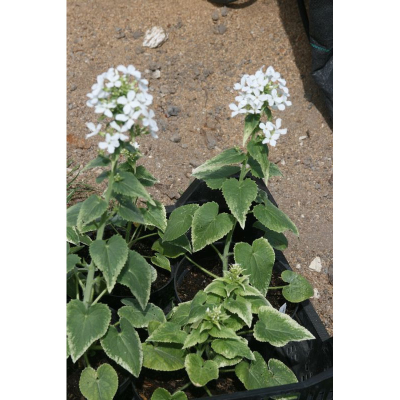 Lunaria annua - Variegata Alba Miesiącznica roczna