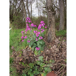 Lunaria annua Miesiącznica roczna