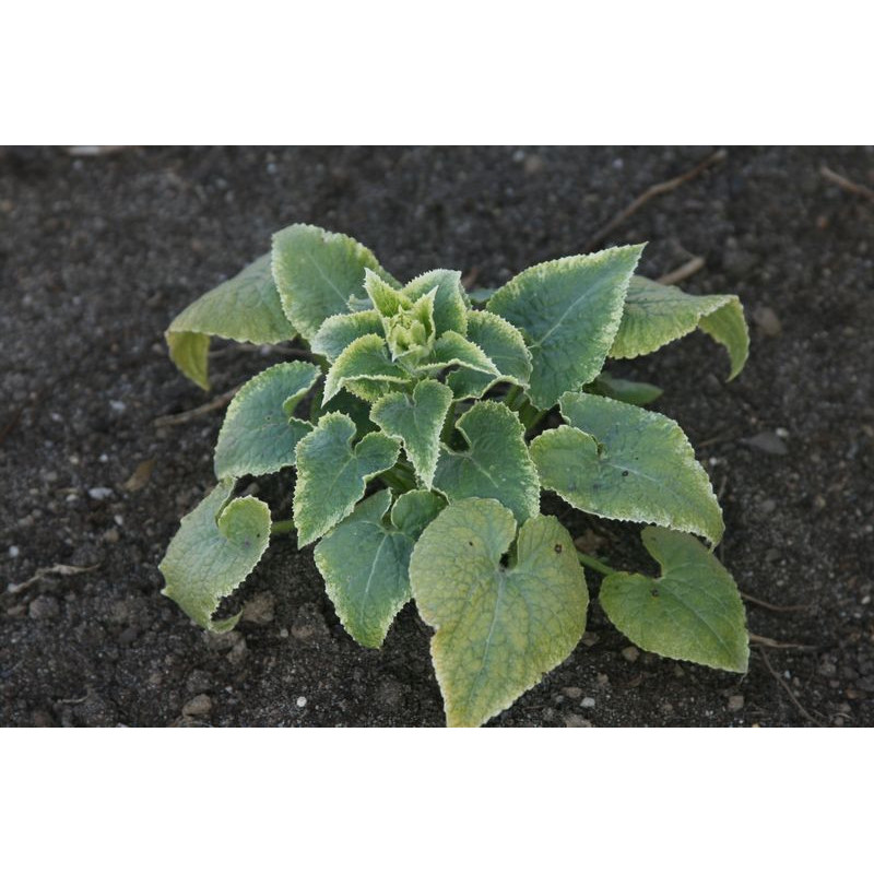 Lunaria annua - Variegata  Miesiącznica roczna