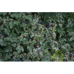 Ampelopsis brevipendunculata - Elegans Winnik zmienny