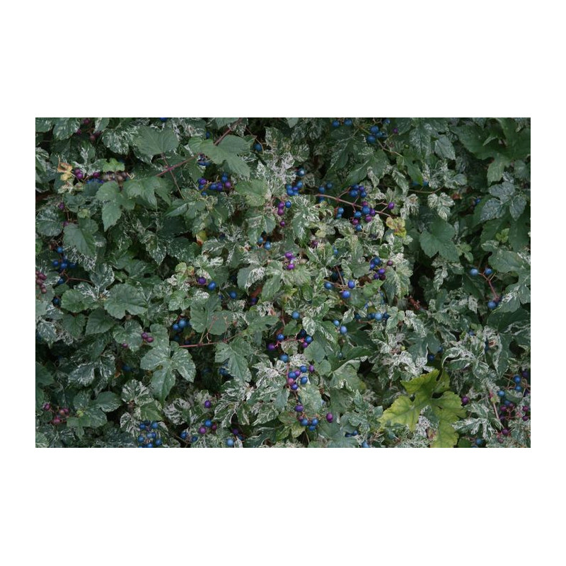 Ampelopsis brevipendunculata - Elegans Winnik zmienny