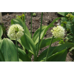 Allium victorialis Czosnek siatkowany