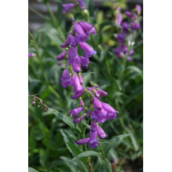 Penstemon strictus Penstemon wyprostowany