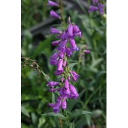 Penstemon strictus Penstemon wyprostowany