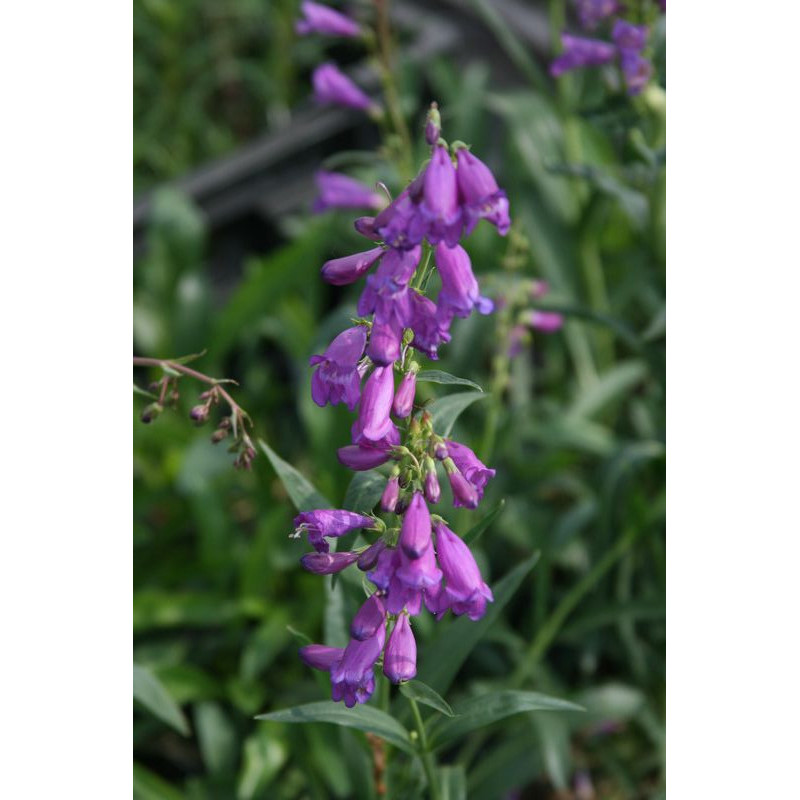 Penstemon strictus Penstemon wyprostowany