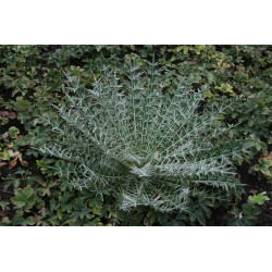 Lamyropsis cynaroides