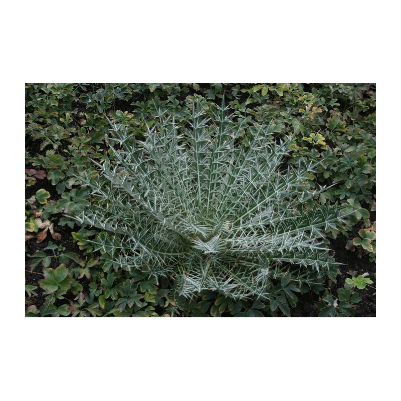 Lamyropsis cynaroides