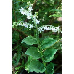 Maianthemum racemosum (smilacina) Majówka groniasta