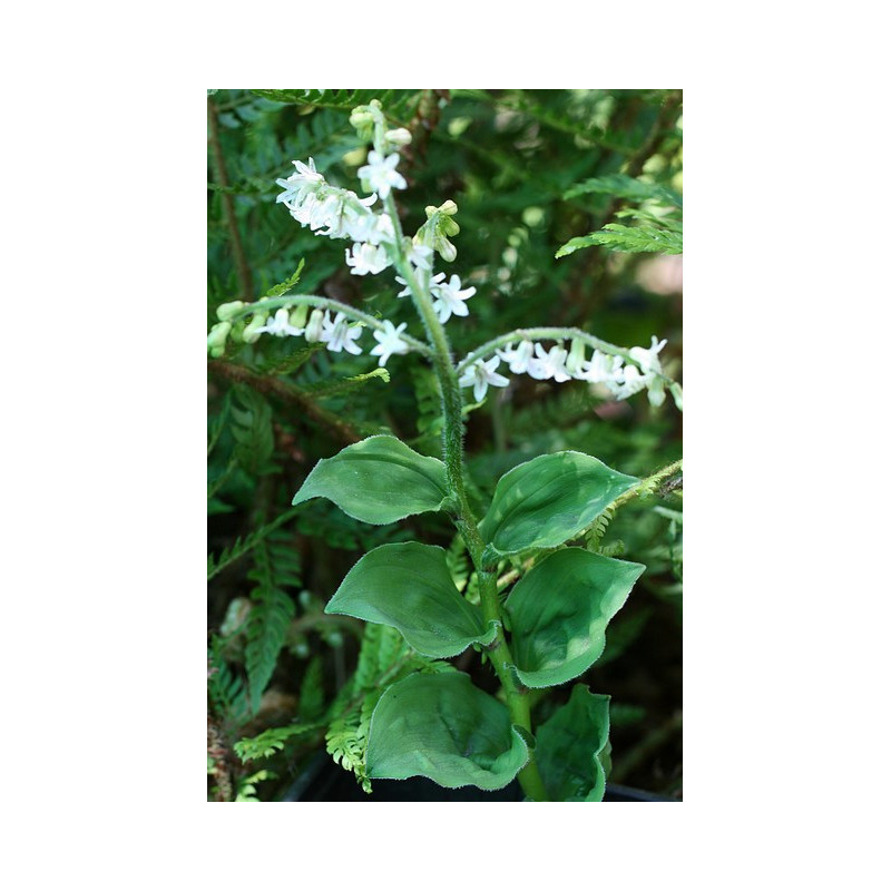 Maianthemum racemosum (smilacina) Majówka groniasta