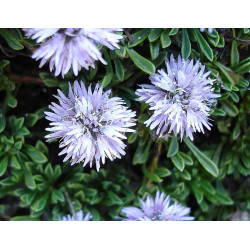 Globularia repens Kulnik płóżący